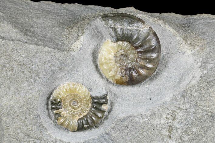 Ammonite (Asteroceras & Promicroceras) Fossils - England #176346